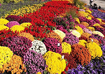 无性系榴莲APP下载网址进入入口--花园小菊