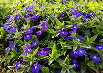 无性系榴莲APP下载网址进入入口--六倍利