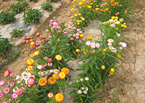 无性系榴莲APP下载网址进入入口--麦秆菊